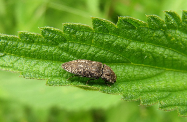 Elateridae appenninico (Agrypnus murinus)